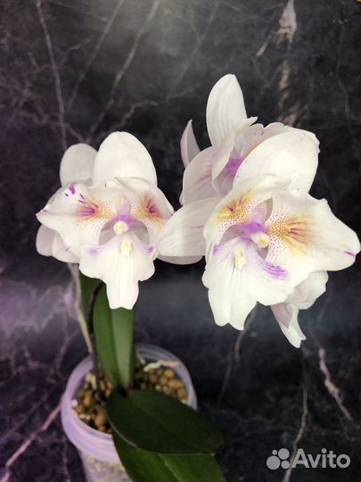 Орхидея фаленопсис Попкорн бабочка
