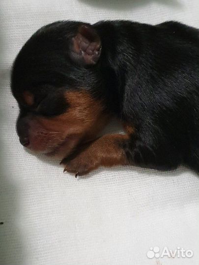 Милашки-обаяшки