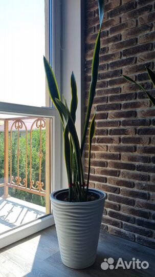 Сансевиерия растение в горшке