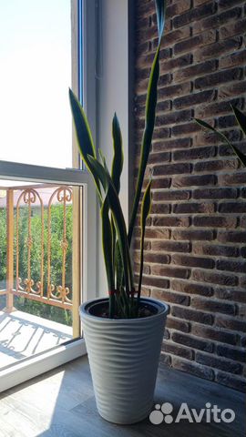 Сансевиерия растение в горшке