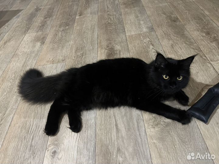 Котята мейн-кун
