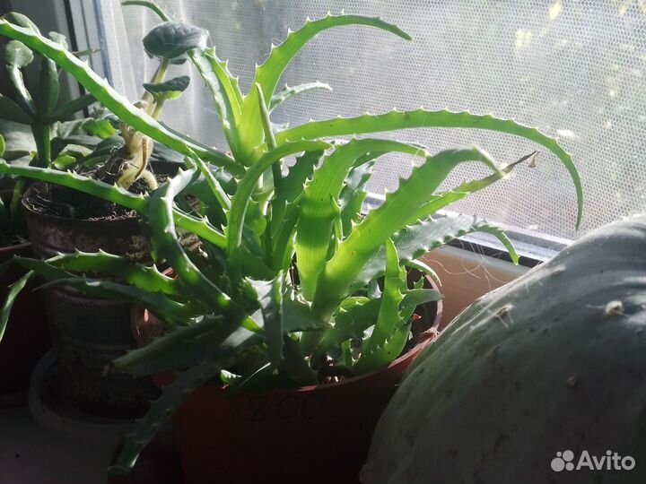 Алоэ столетник