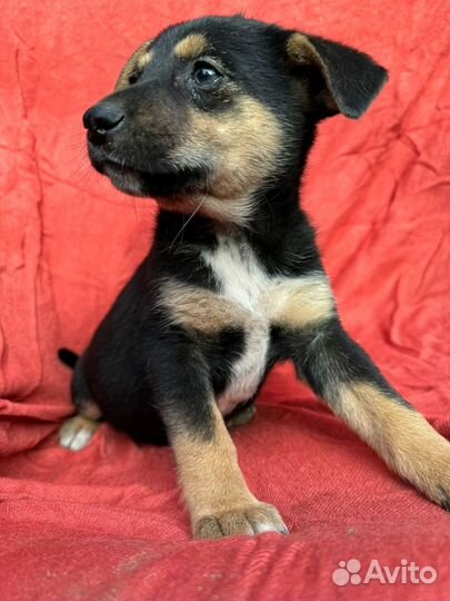 Щенок в добрые руки