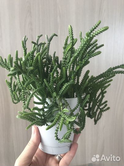 Крассула плауновидная