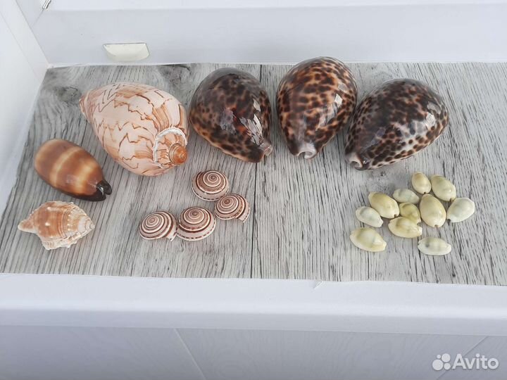Морские Ракушки Новые