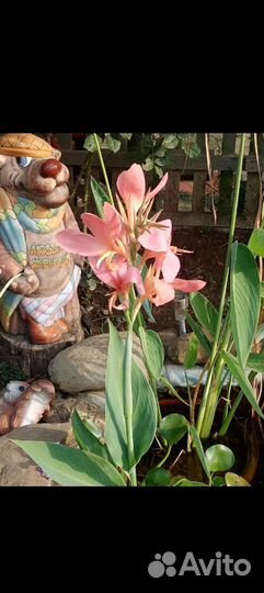 Растения для пруда