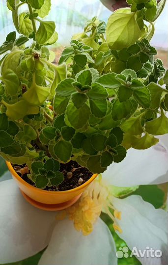 Плектрантус