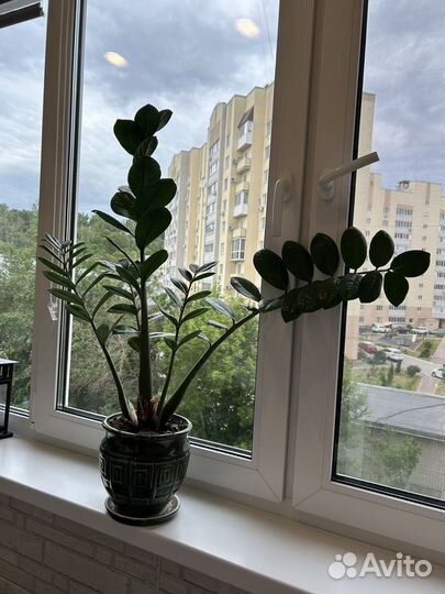 Замиокулькас