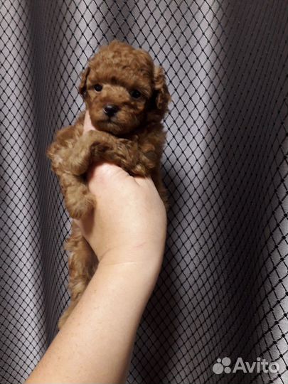 Щенки пуделя