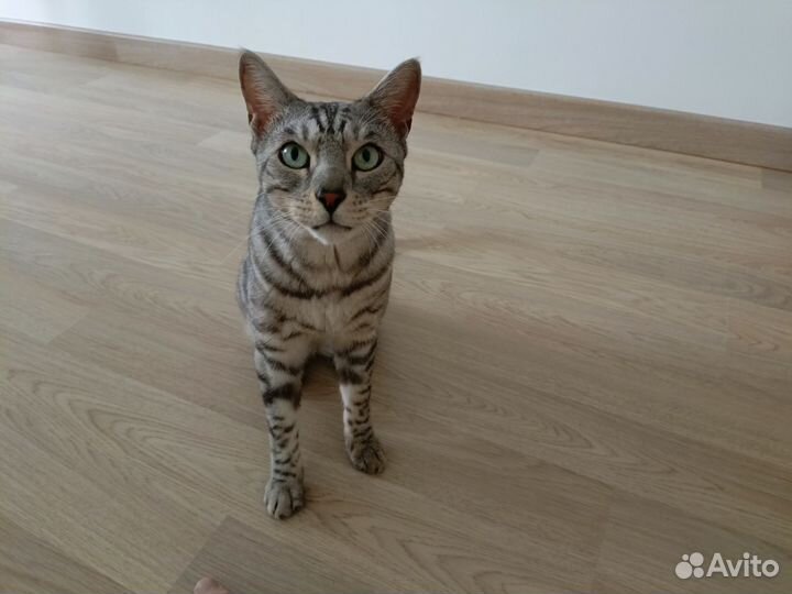 Бенгальский кот