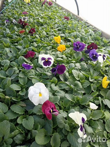 Рассада однолетних цветов купить в Коломне | Товары для дома и дачи | Авито
