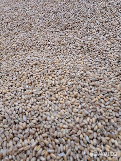 Ячмень, Пшеница, Кукуруза, Корма