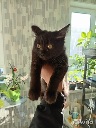 Кошка