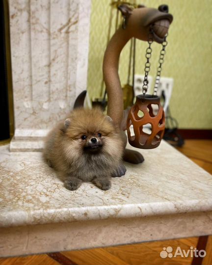 Мини померанский шпиц девчуля