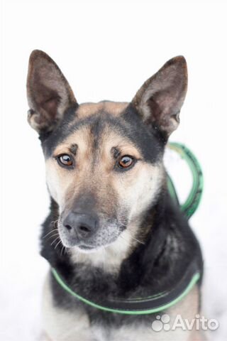 Небольшой бывшедомашний пёс в добрые руки