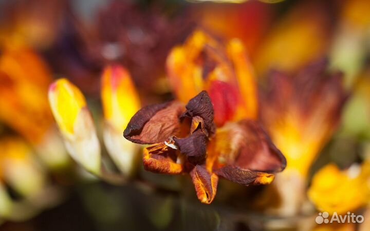 Объектив Индустар-50у СССР. И50У 3.5/50