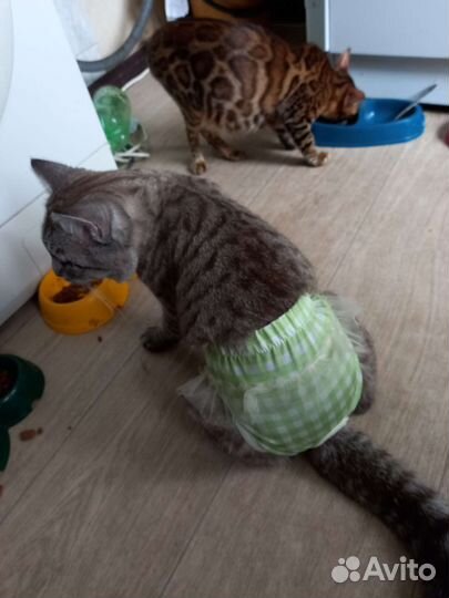 Трусы для кота/кошки/собаки