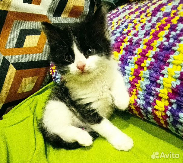 Отдам в добрые руки