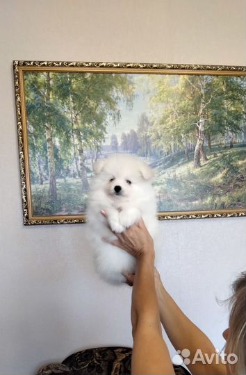 Белые пушистики