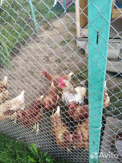 Куры молодки несушки