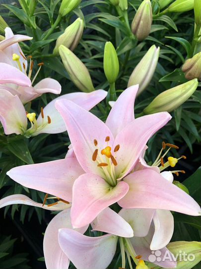 Лилия в горшках