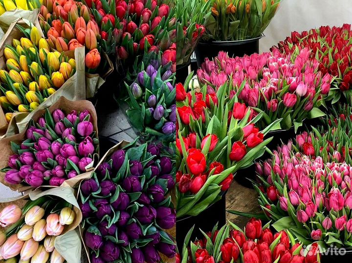 Тюльпаны оптом от 500 шт