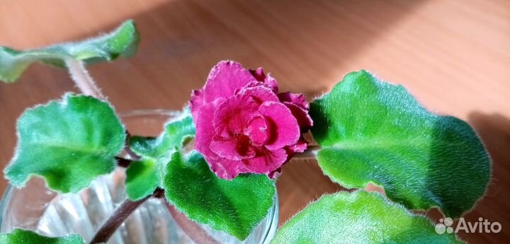 Глоксиния, фиалки