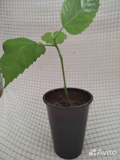 Клеродендрум Томсона, гибискус