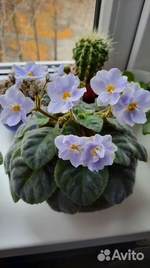 Фиалки, жби