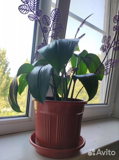 Эухарис амазонская лилия