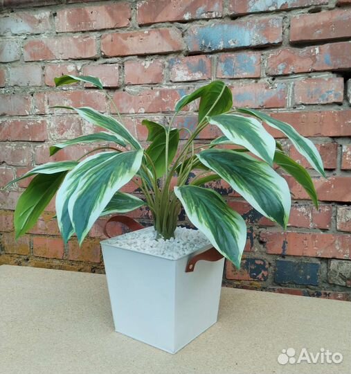 Калатея искусственная