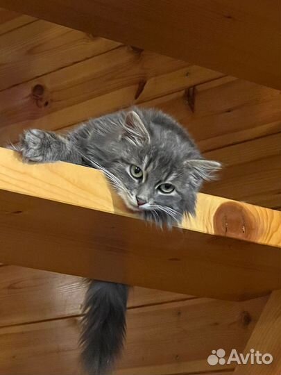 Кошечка бесплатно