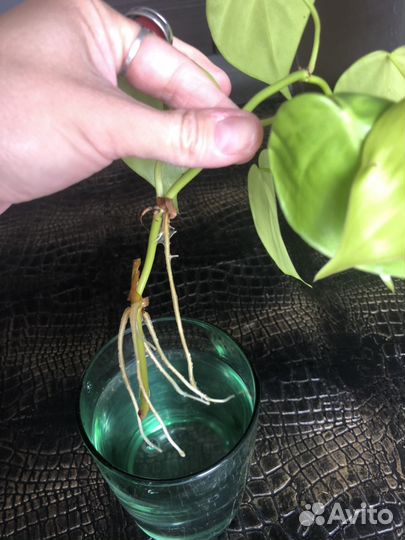 Золотой сциндапсус /коллекционный