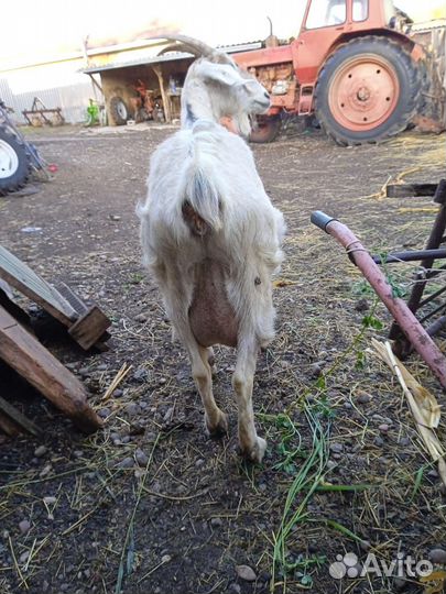 Продаётся козочка