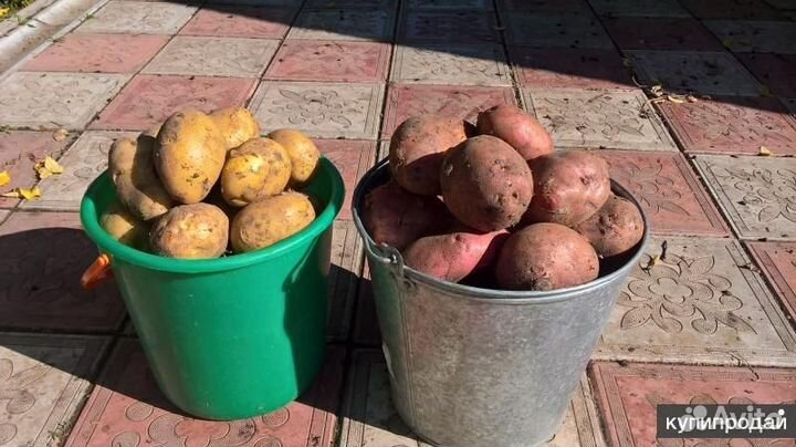 Продам картофель