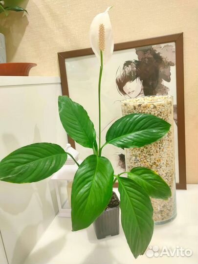 Спатифиллум женское счастье