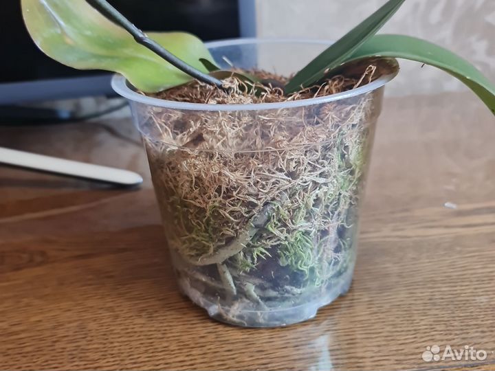 Орхидея фаленопсис