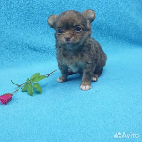 Щенки чихуа.Питомник