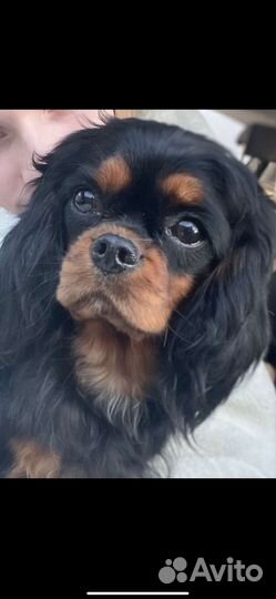 Кавалер кинг чарльз спаниель