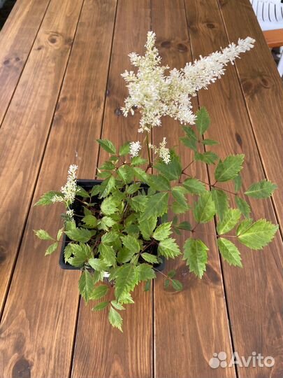 Астильба японская Gladstone, белая