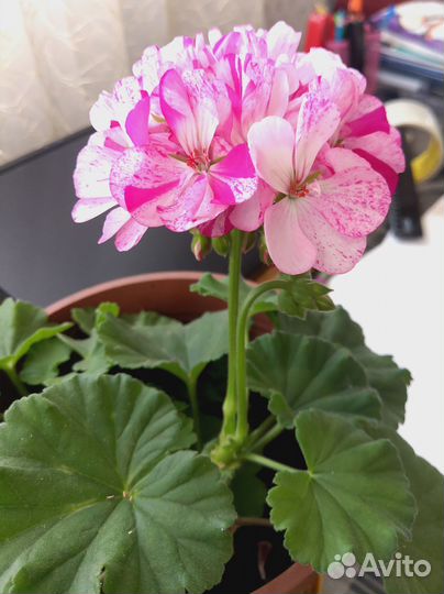 Герань пеларгония