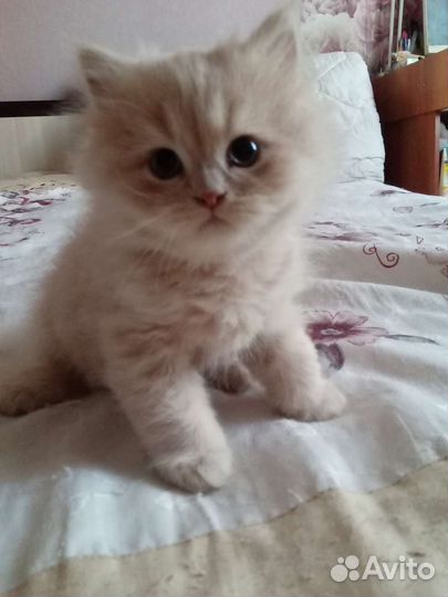 Персидский котенок