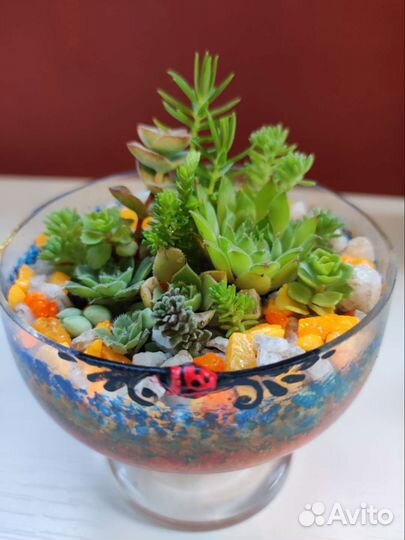 Суккуленты,много, наборы, флорариумы цветущие