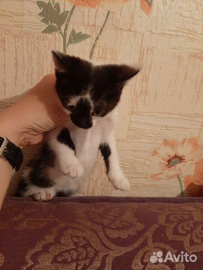 Кошка в дар бесплатно