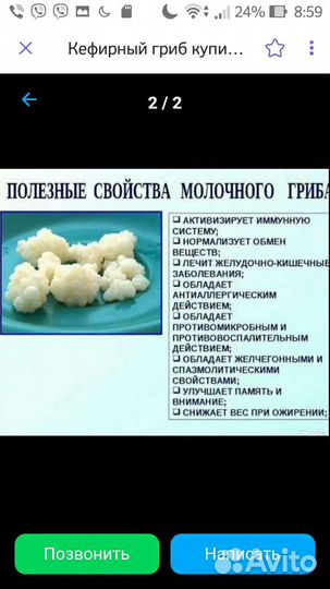 Тибетский молочный гриб