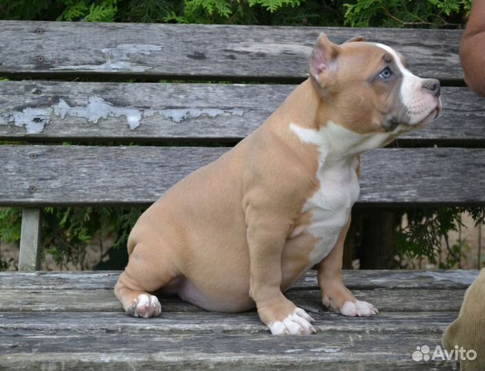 Американский булли