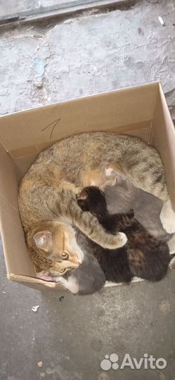 Отдам в добрые руки
