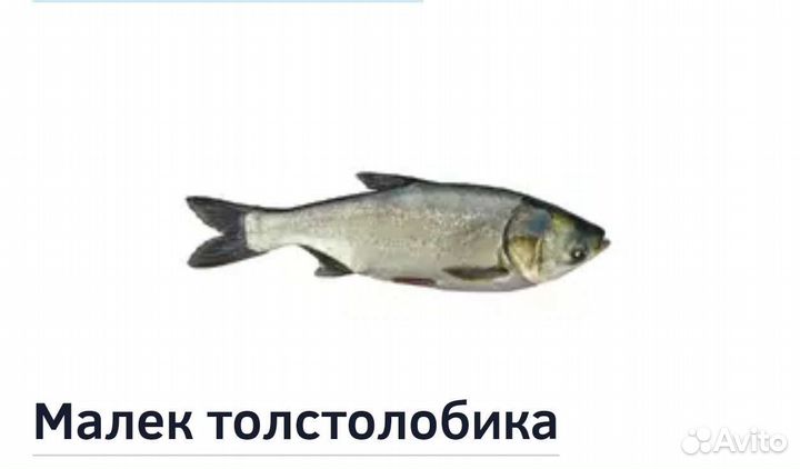 Толстолобик