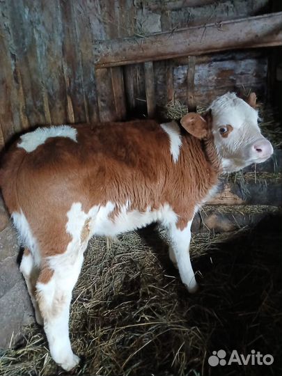 Бычок теленок 6 недель