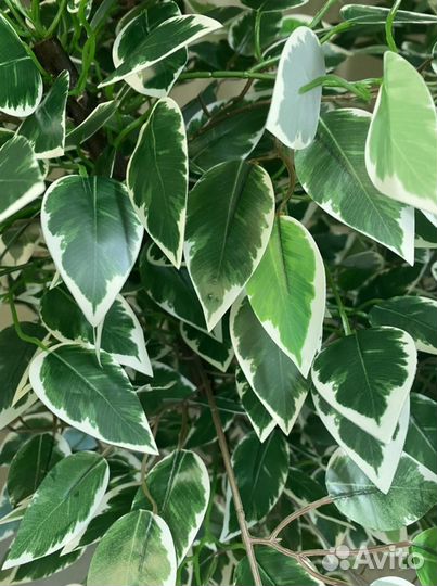 Искусственные деревья